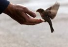 Kindness